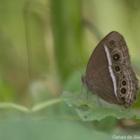 Mycalesis mineus Linnaeus, 1758